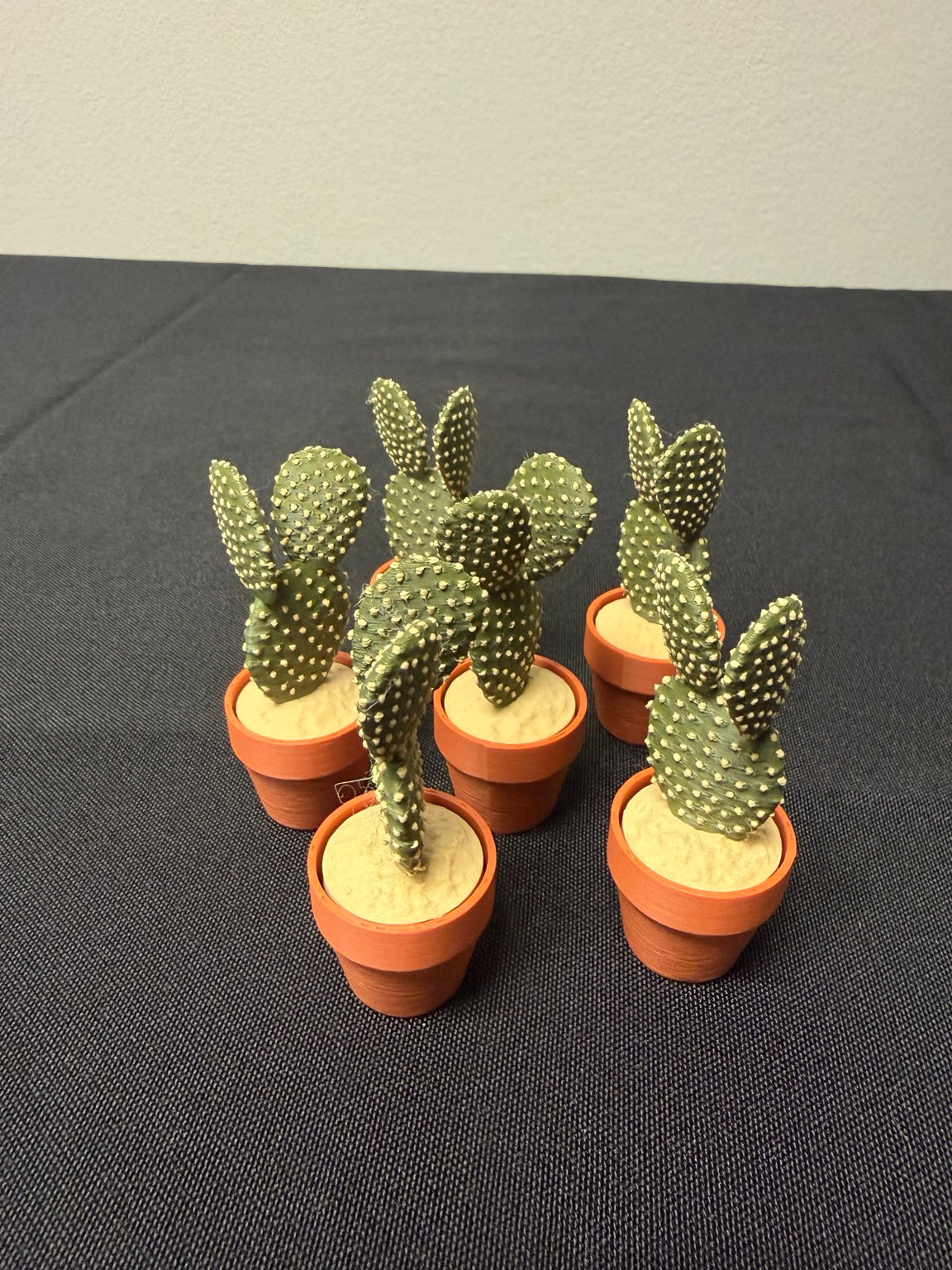 Bunny Ear Cactus clickers with flat green paddles in orange pots