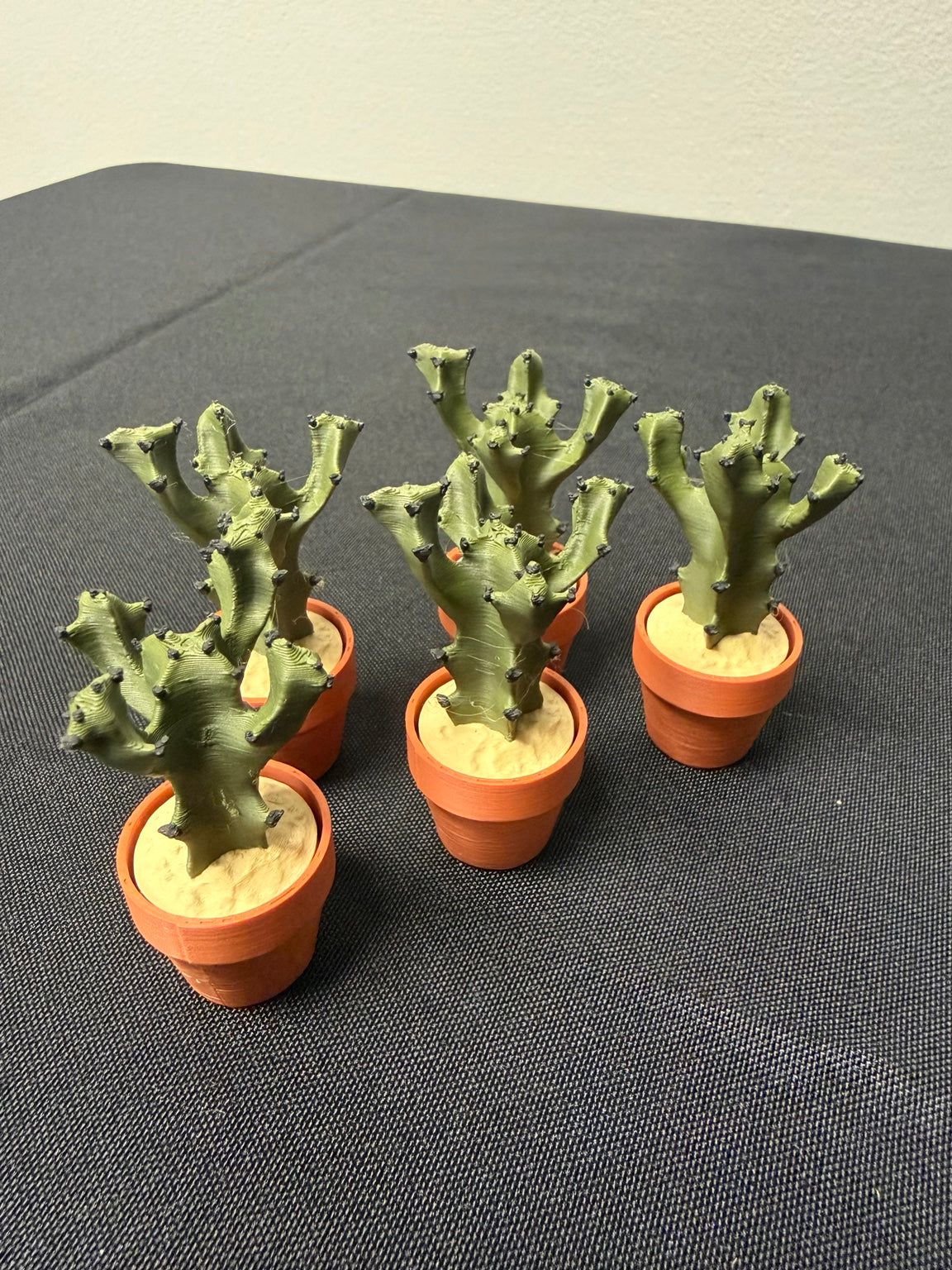 Coral Cactus clickers with branching green stems in orange pots