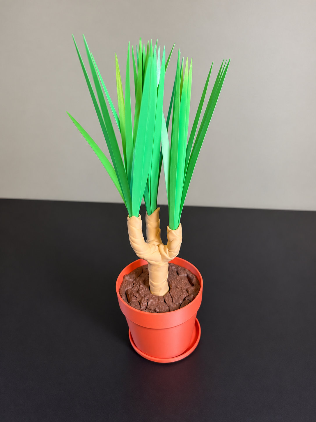 Dragon tree decorative plant concealing a broom and dustpan